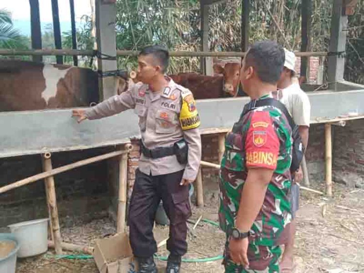 Antisipasi Wabah Pmk Jelang Hari Raya Qurban, Babinsa Dan Babinkamtibmas Kunjungi Peternakan Sapi