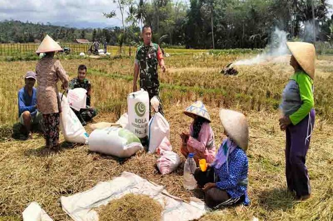 PERAN SERTA MENDUKUNG KETAHANAN PANGAN BABINSA PANTAU PANEN PADI DI DESA BINAAN 