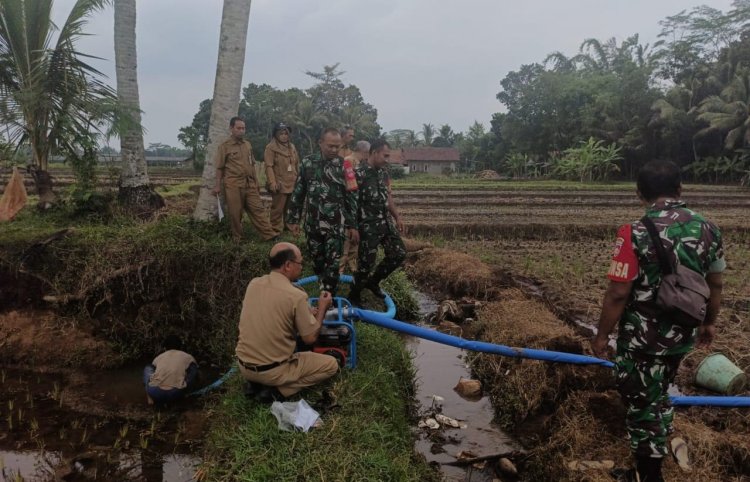 Sukseskan Progam pemerintah  demi Menjaga Ketahanan Pangan Wilayah  Babinsa Tinjau Pompanisasi Bersama Petugas PPL Punyuluhan Pertanian