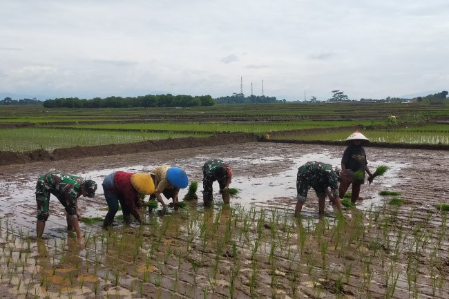 Babinsa Koramil 07 Mandiraja  Tanam Padi Bersama Poktan Harum Tani 2 Desa Kebanaran