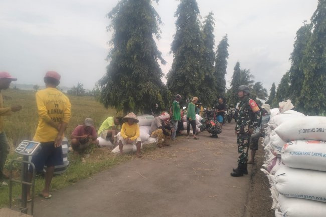 BABINSA KORAMIL 07 MANDIRAJA  AJAK PETANI  MENJUAL GABAH KE BULOG