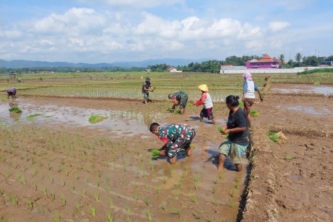 BABINSA MANDIRAJA TERJUN KE SAWAH IKUT TANAM PADI 