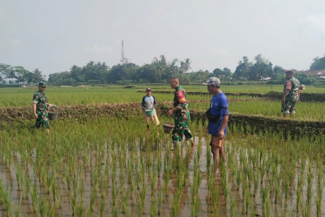 Babinsa Koramil 07 Mandiraja Dampingi Petani Pemupukan Padi di Desa Binaan