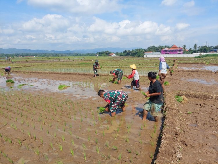 BABINSA MANDIRAJA TERJUN KE SAWAH IKUT TANAM PADI 