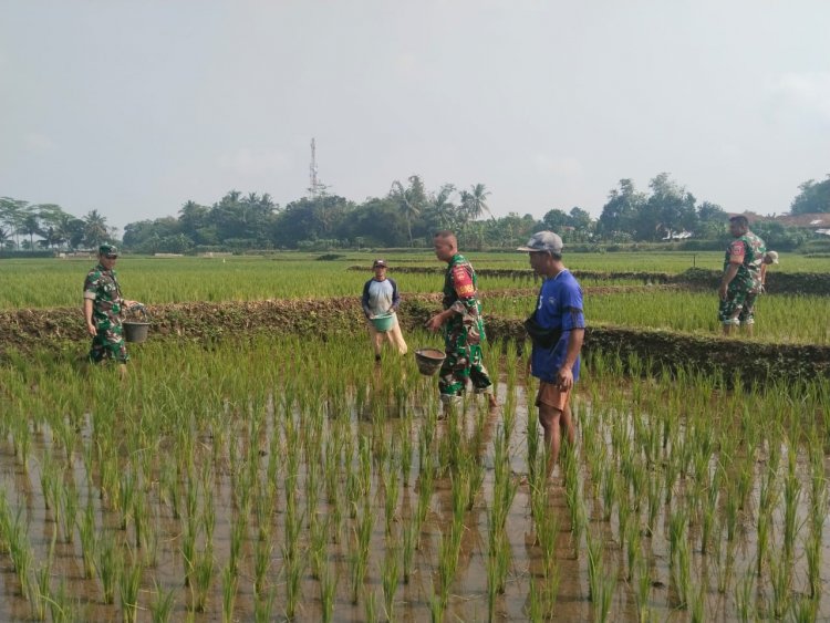 Babinsa Koramil 07 Mandiraja Dampingi Petani Pemupukan Padi di Desa Binaan