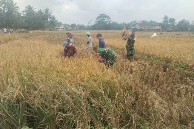 Bantu Panen Padi, Bentuk Dukungan Babinsa Terhadap Swasembada Pangan