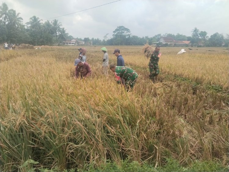 Bantu Panen Padi, Bentuk Dukungan Babinsa Terhadap Swasembada Pangan