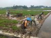 Semangat Babinsa Kebersamaan Membantu Pentani Saat olah lahan diwilayah