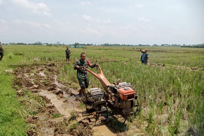 Babinsa Koramil 07/Mandiraja Membantu Petani Mengolah Lahan Sawah