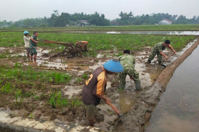 Semangat Babinsa Kebersamaan Membantu Pentani Saat olah lahan diwilayah