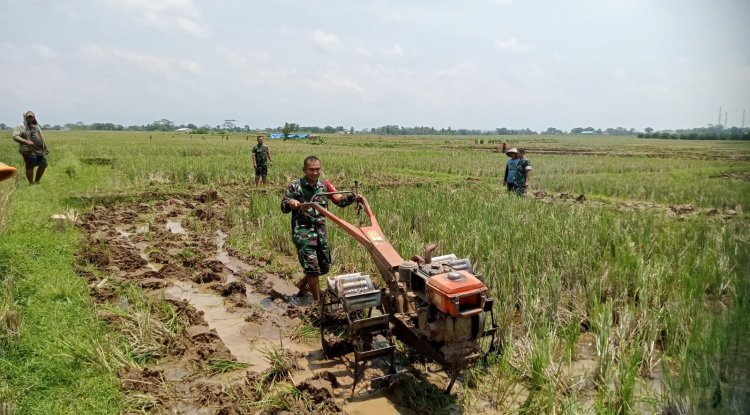 Babinsa Koramil 07/Mandiraja Membantu Petani Mengolah Lahan Sawah