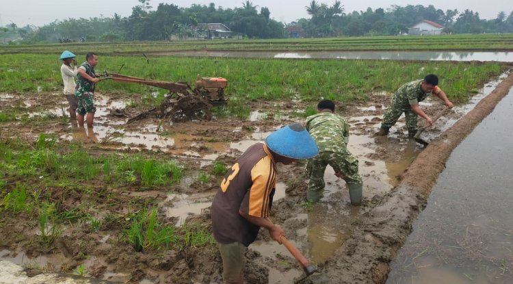 Semangat Babinsa Kebersamaan Membantu Pentani Saat olah lahan diwilayah