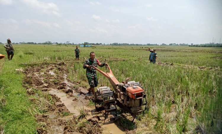 Babinsa Koramil 07/Mandiraja Membantu Petani Mengolah Lahan Sawah